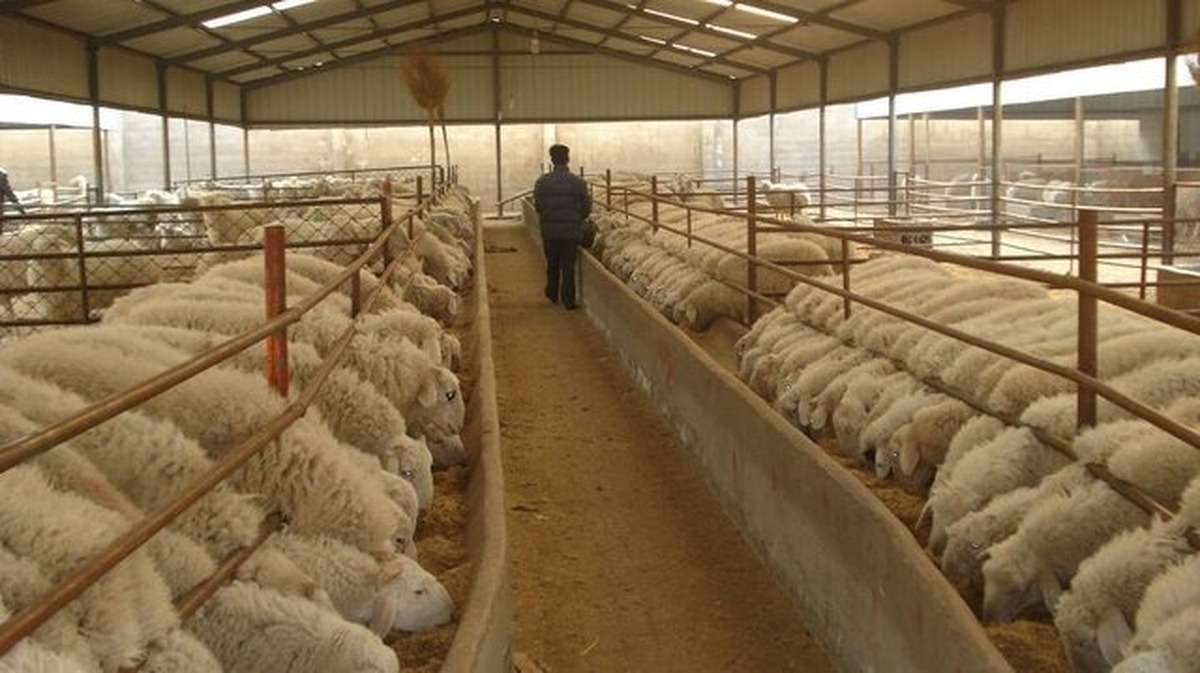 ۴.۸ میلیون تن کالای اساسی آماده ترخیص در بنادر کشور ۴.۸ میلیون تن کالای اساسی آماده ترخیص در بنادر کشور
