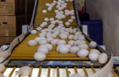 تخم‌مرغ بالاخره ارزان شد/ کاهش قیمت پس از هفته‌های پرتنش