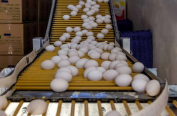 تخم‌مرغ بالاخره ارزان شد/ کاهش قیمت پس از هفته‌های پرتنش