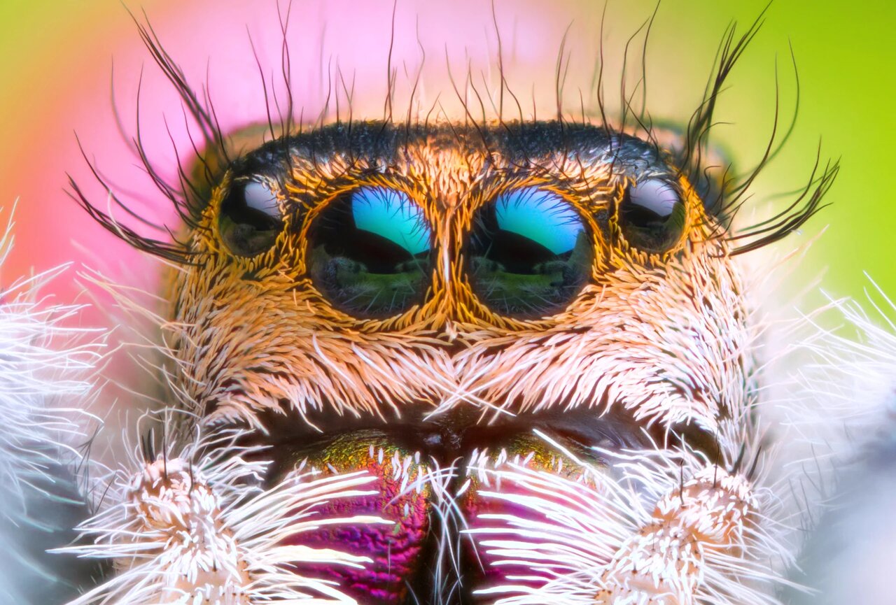 اختراع دوربین سه بعدی با الهام از یک عنکبوت اختراع دوربین سه بعدی با الهام از یک عنکبوت